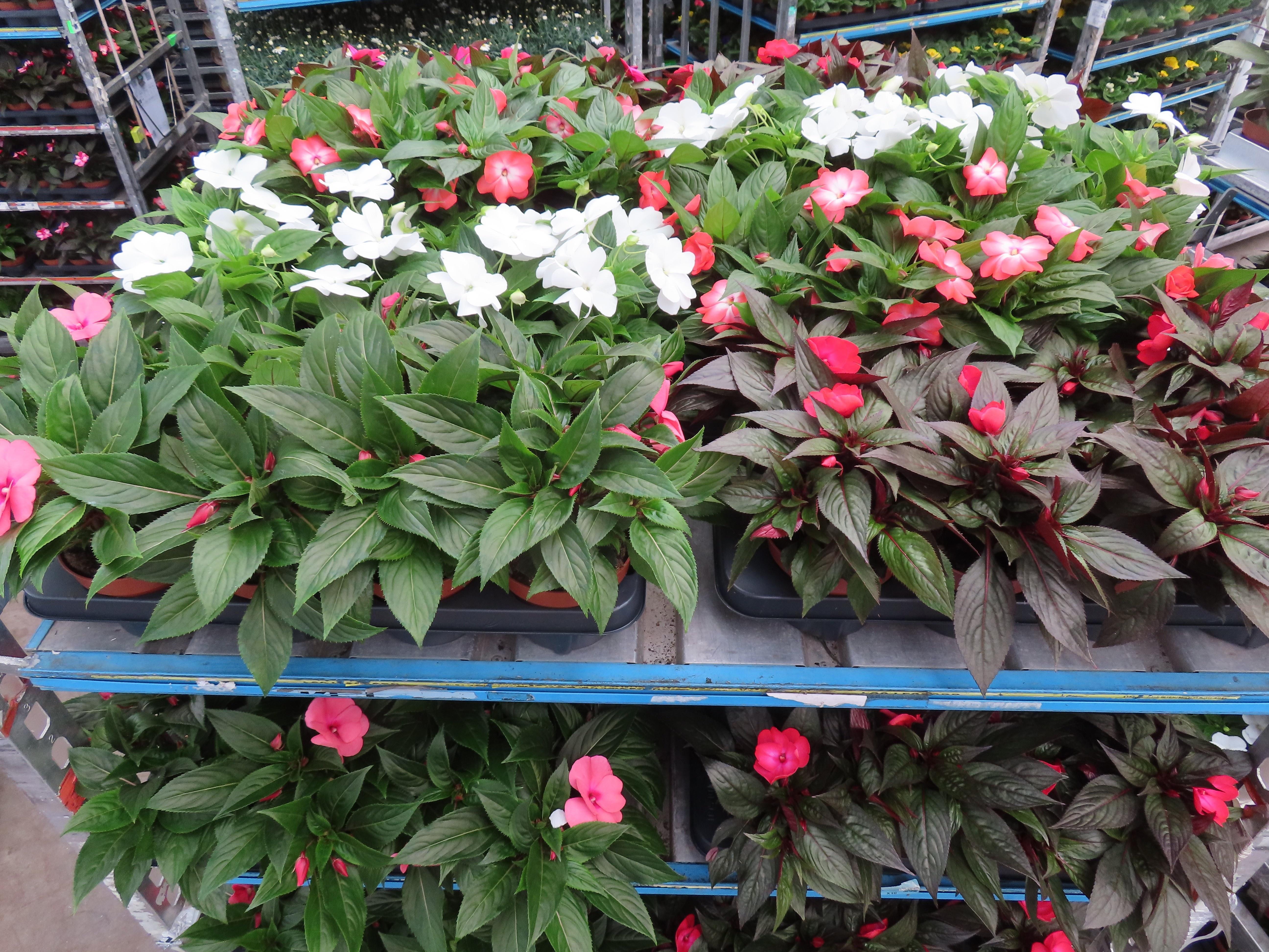 Горшечные цветы и растения оптом Impat Ng Mixk 4 Kl от 8шт из Голландии с доставкой по России Горшечные цветы и растения оптом Impat Ng Mixk 4 Kl от 8шт из Голландии с доставкой по России