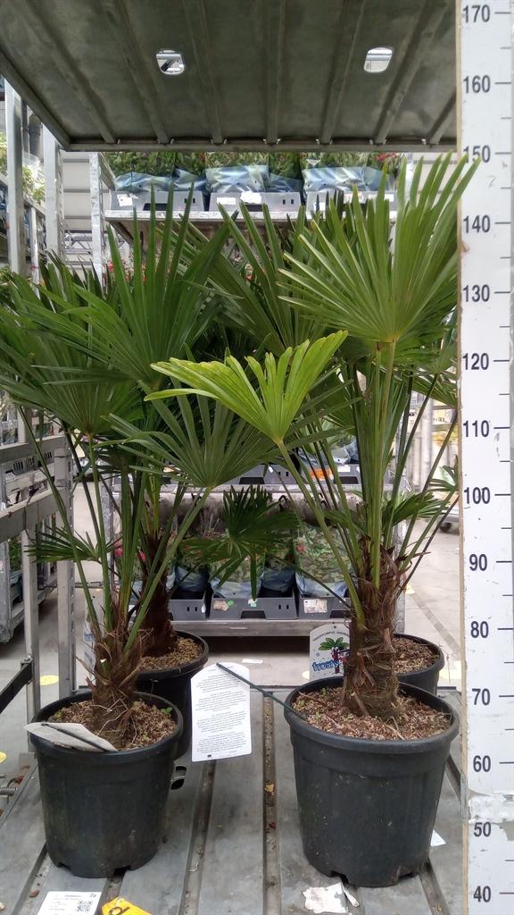 Горшечные цветы и растения оптом Trachycarpus Wagnerianus от 1шт из Голландии с доставкой по России