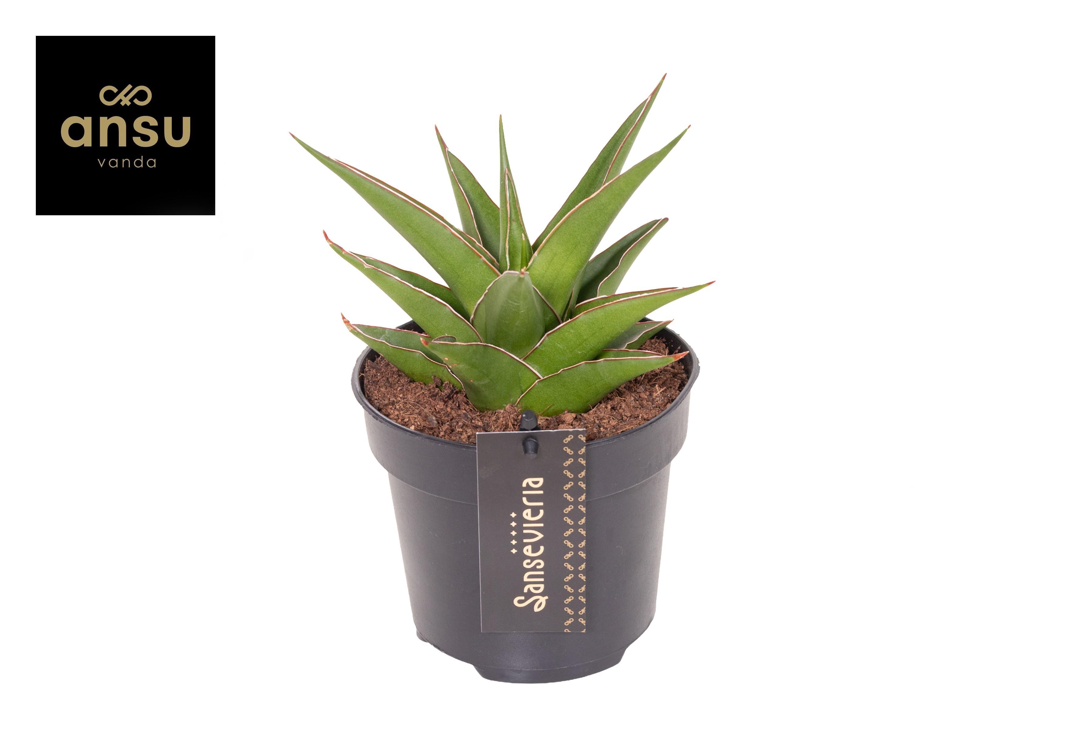 Горшечные цветы и растения оптом Sansevieria Comet Mini Amazon от 6шт из Голландии с доставкой по России