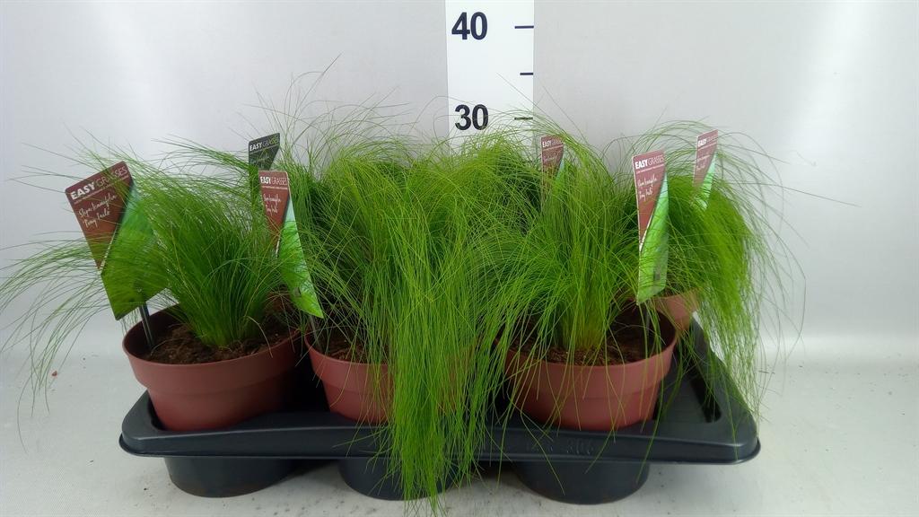 Горшечные цветы и растения оптом Stipa Tenuifolia от 6шт из Голландии с доставкой по России