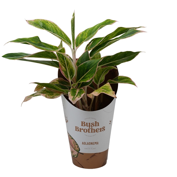 Горшечные цветы и растения оптом Aglaonema Green Star от 6шт из Голландии с доставкой по России