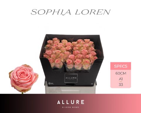 Срезанные цветы оптом Rosa large sophia loren Allure от 40шт из Голландии с доставкой по России
