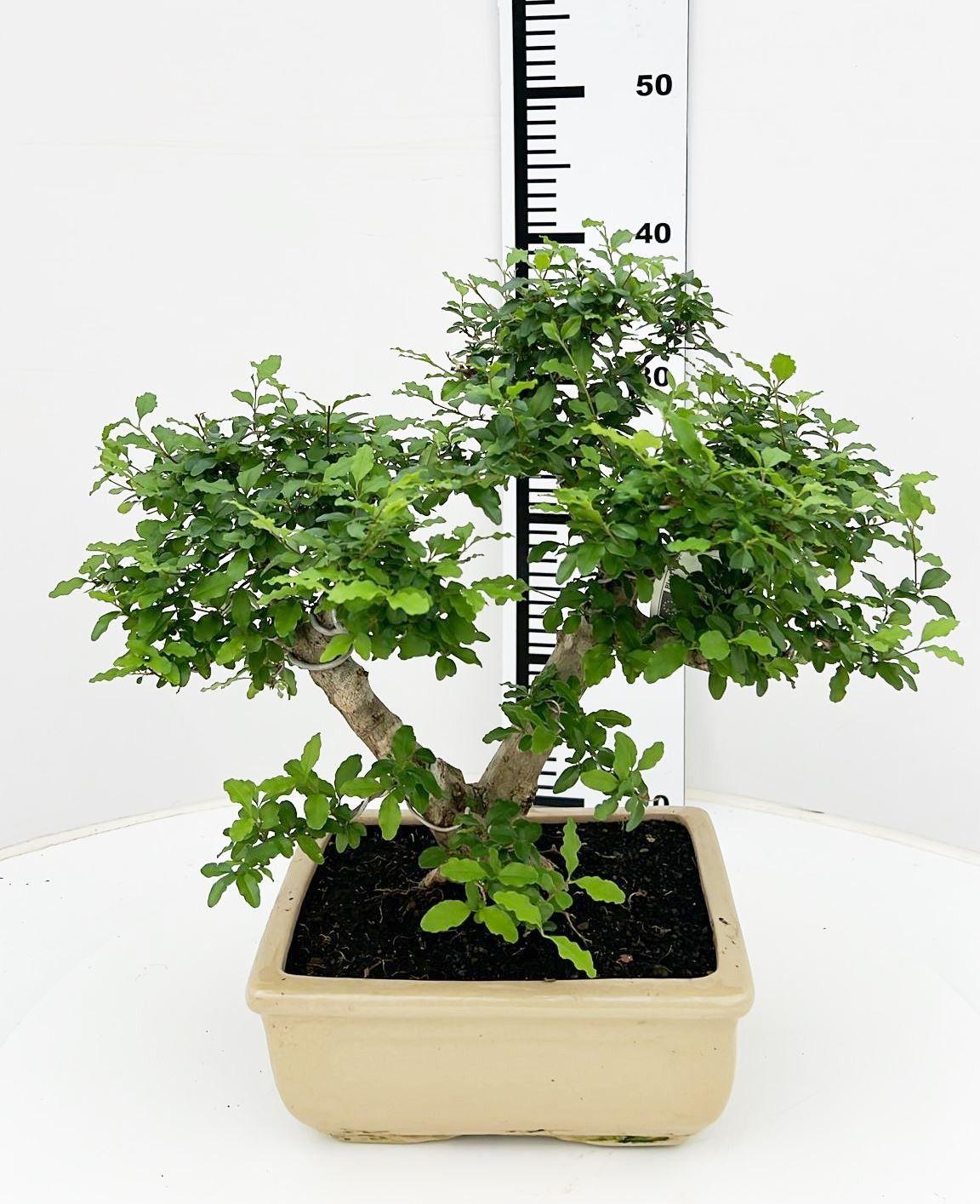 Горшечные цветы и растения оптом Bonsai Ligustrum Sinense, от 1шт из Голландии с доставкой по России