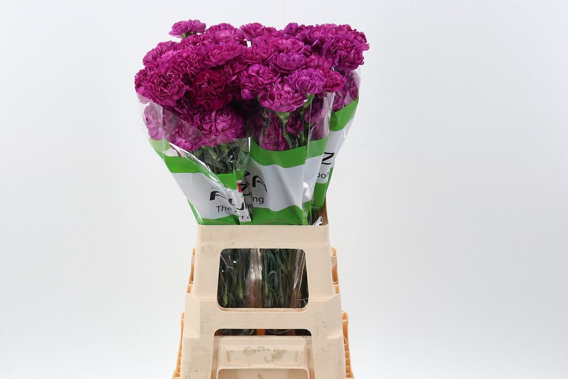 Срезанные цветы оптом Dianthus st purple pixel от 80шт из Голландии с доставкой по России