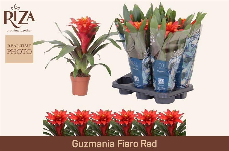 Горшечные цветы и растения оптом Guzm Fiero Red от 6шт из Голландии с доставкой по России