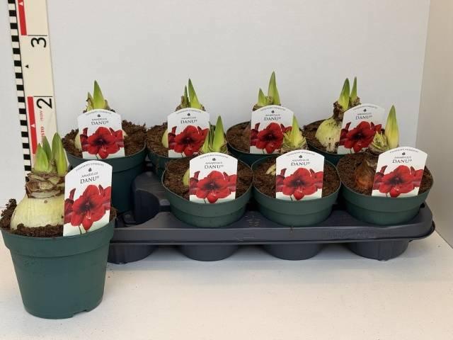 Горшечные цветы и растения оптом Hipp Di Amorita Danu от 8шт из Голландии с доставкой по России