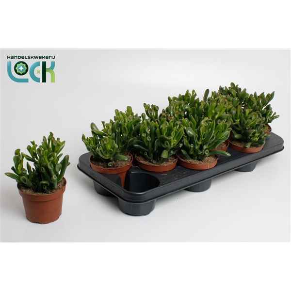 Горшечные цветы и растения оптом Crassula Horn Tree от 9шт из Голландии с доставкой по России