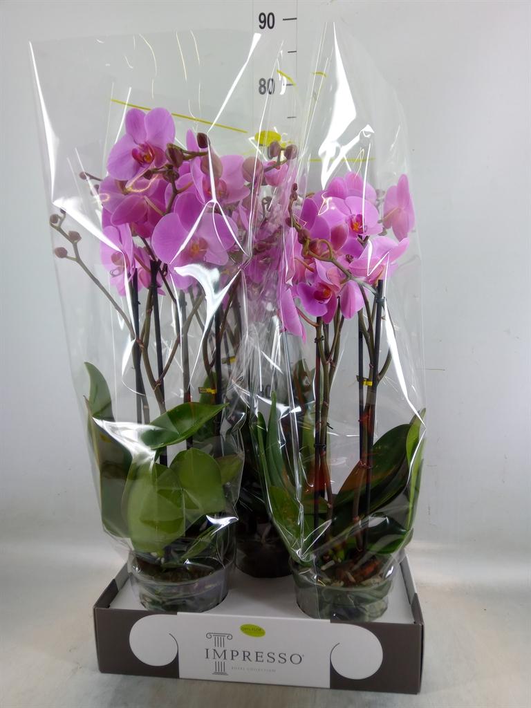 Горшечные цветы и растения оптом Phalaenopsis   ...rose от 3шт из Голландии с доставкой по России