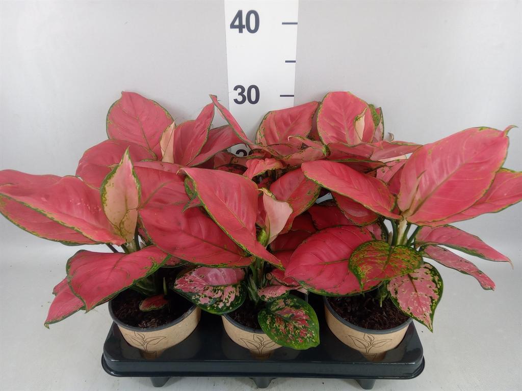 Горшечные цветы и растения оптом Aglaonema ... A от 6шт из Голландии с доставкой по России