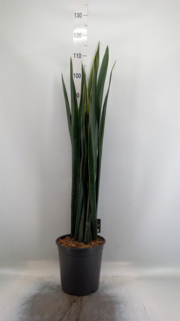 Горшечные цветы и растения оптом Sansevieria   ... от 1шт из Голландии с доставкой по России