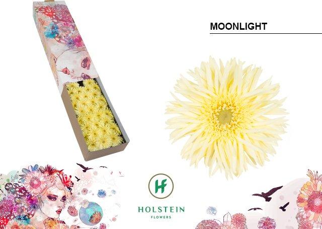 Срезанные цветы оптом Germini gerspider moonlight от 60шт из Голландии с доставкой по России