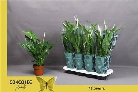 Горшечные цветы и растения оптом Spath Sweet Chico 7+ от 8шт из Голландии с доставкой по России