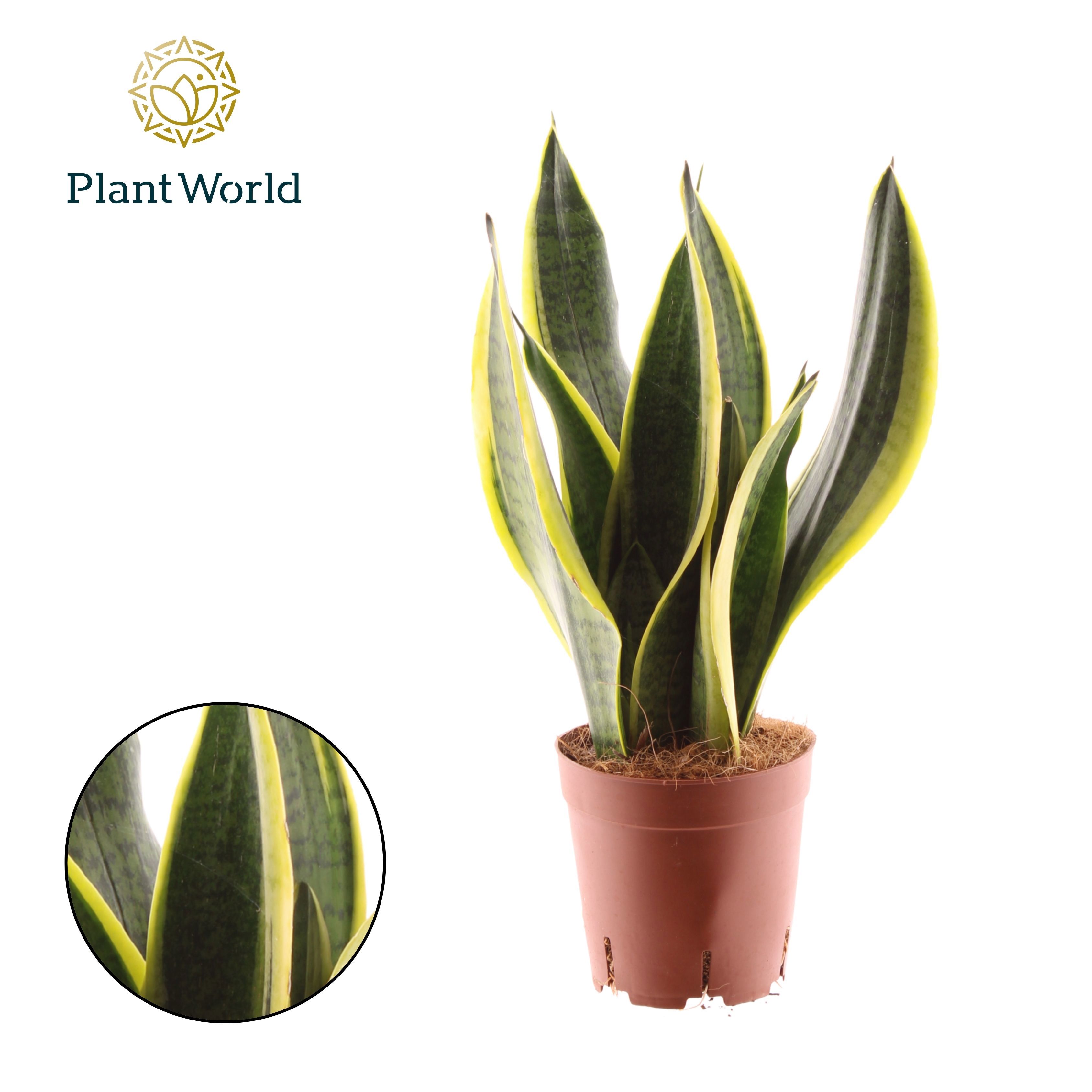 Горшечные цветы и растения оптом Sansevieria Futura Superba 3pp от 7шт из Голландии с доставкой по России