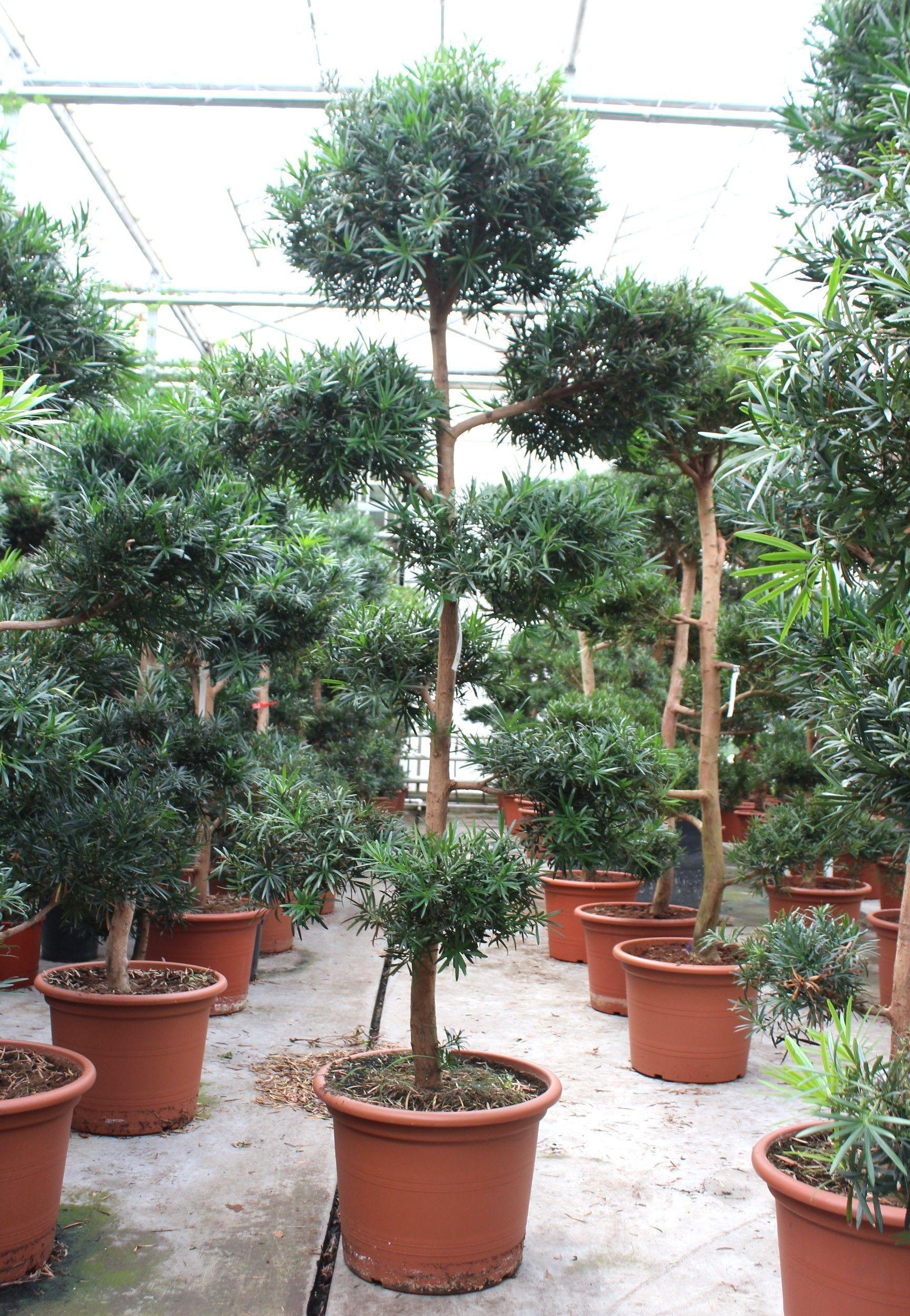 Горшечные цветы и растения оптом Podocarpus Macrophylla от 1шт из Голландии с доставкой по России