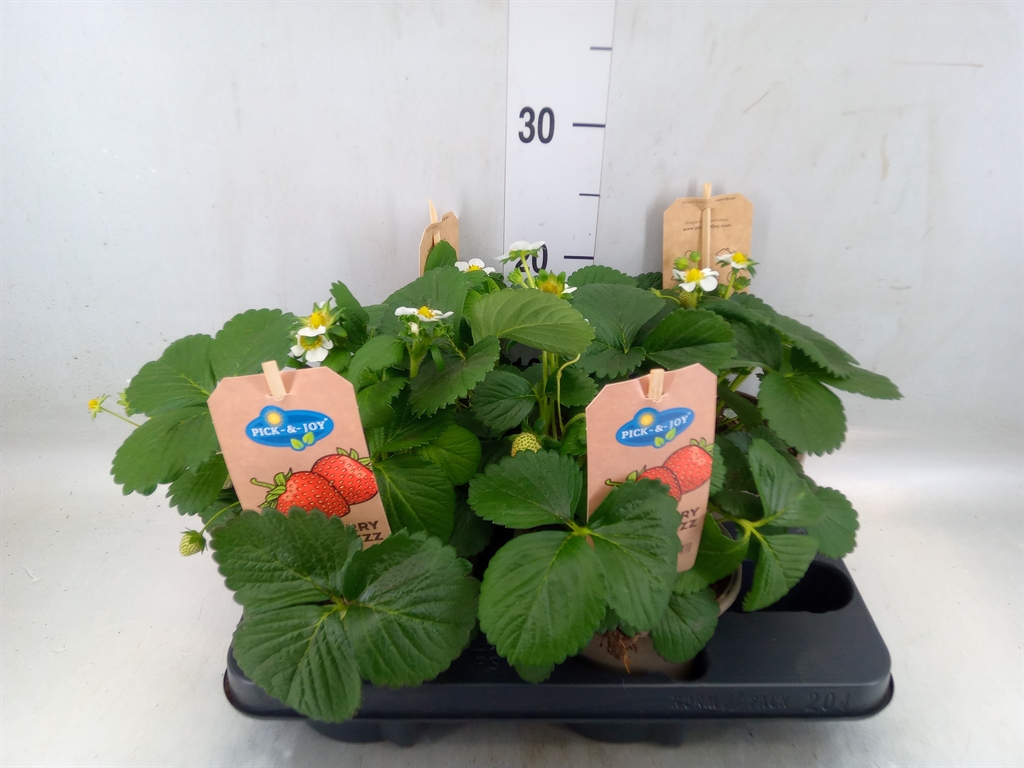 Горшечные цветы и растения оптом Fragaria   ... от 4шт из Голландии с доставкой по России