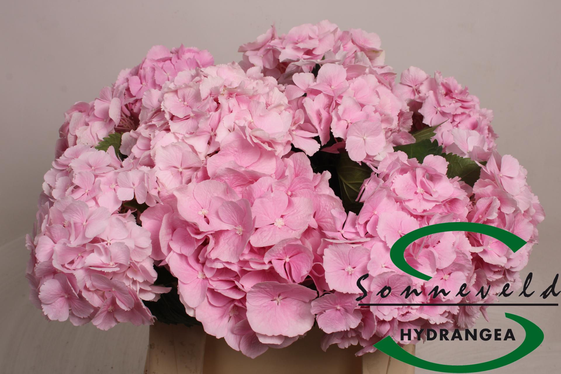 Срезанные цветы оптом Hydrangea verena от 10шт из Голландии с доставкой по России