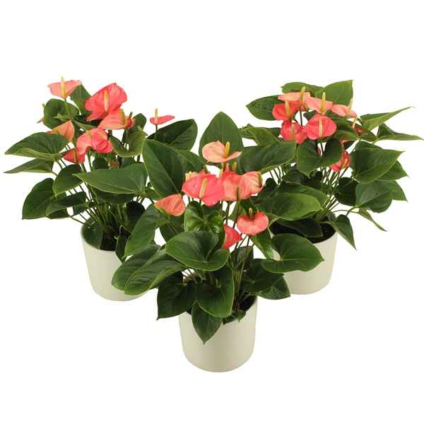 Горшечные цветы и растения оптом Anth An Paris Pink 5+ от 6шт из Голландии с доставкой по России