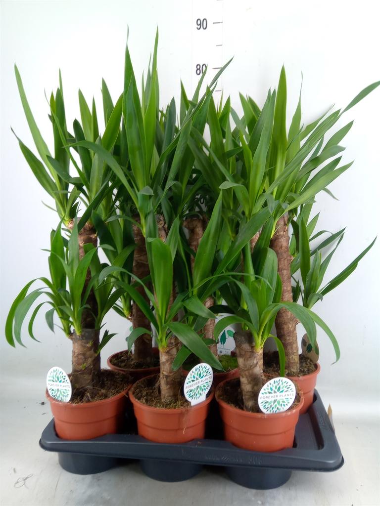 Горшечные цветы и растения оптом Yucca   ... от 6шт' из Голландии с доставкой по России