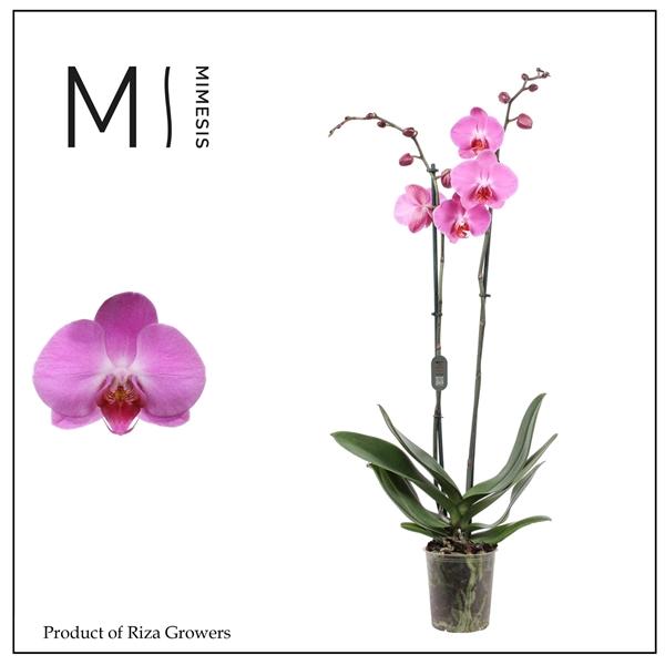 Горшечные цветы и растения оптом Mimesis Phal. Tigris - 2 Spike 12cm от 10шт из Голландии с доставкой по России