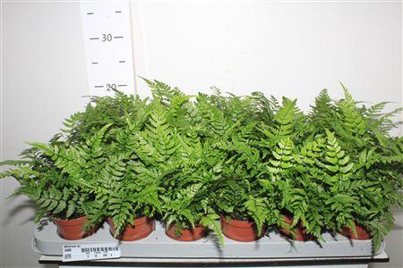 Горшечные цветы и растения оптом Athyrium Ov от 18шт (для телеги) из Голландии с доставкой по России