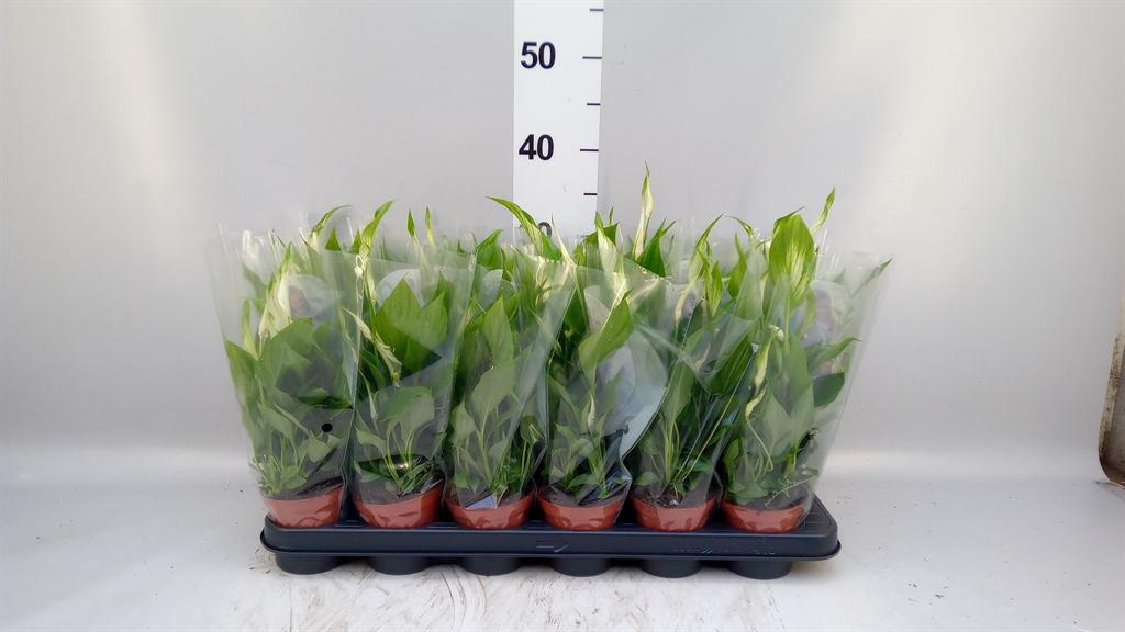 Горшечные цветы и растения оптом Spath Chopin 3+ (air So Pure) от 18шт (для телеги) из Голландии с доставкой по России