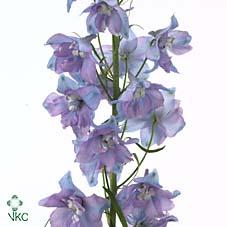 Срезанные цветы оптом Delphinium el guardian lavender от 60шт из Голландии с доставкой по России Срезанные цветы оптом Delphinium el guardian lavender от 60шт из Голландии с доставкой по России