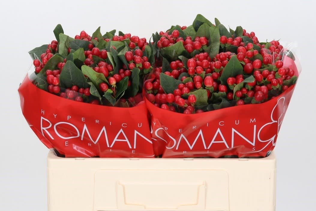 Срезанные цветы оптом Hypericum true romance от 100шт... из Голландии с доставкой по России