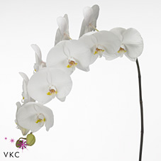 Срезанные цветы оптом Phalaenopsis sensation white (per flower) от 25шт из Голландии с доставкой по России