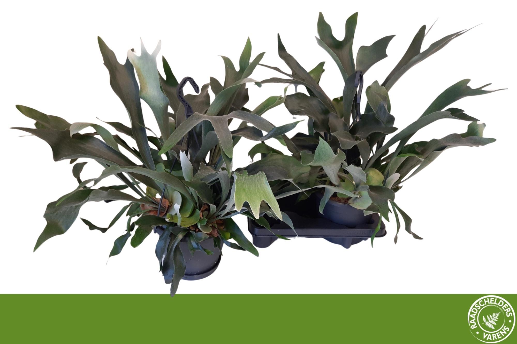 Горшечные цветы и растения оптом Platyc Bifurcatum от 2шт из Голландии с доставкой по России