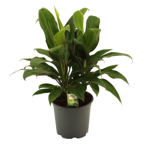 Горшечные цветы и растения оптом Cordyline Glauca 3pp от 5шт из Голландии с доставкой по России