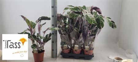 Горшечные цветы и растения оптом Calat Fusion White от 6шт из Голландии с доставкой по России