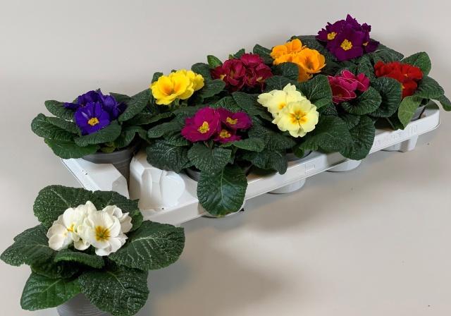 Горшечные цветы и растения оптом Prim Ac Gem от 10шт из Голландии с доставкой по России