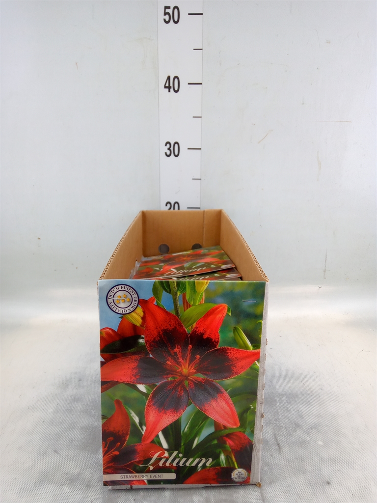 Горшечные цветы и растения оптом Flowerbulbs, Corns Or Tubers   ... от 10шт''' из Голландии с доставкой по России