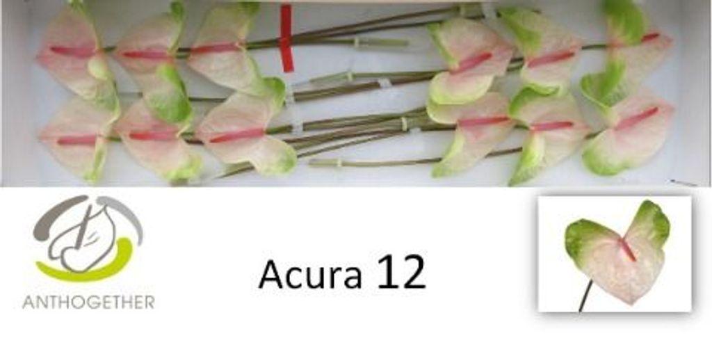 Срезанные цветы оптом Anthurium acura от 12шт из Голландии с доставкой по России
