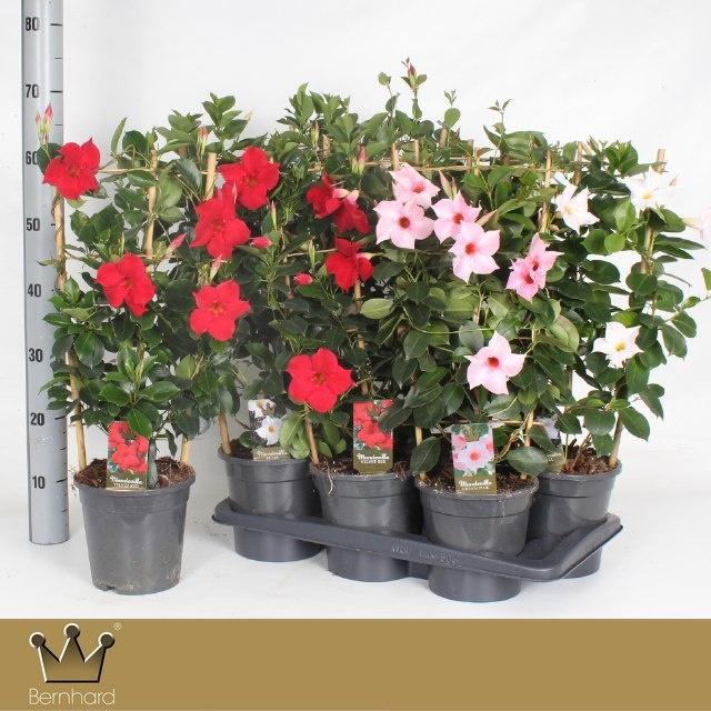 Горшечные цветы и растения оптом Mande Di Gem от 6шт из Голландии с доставкой по России