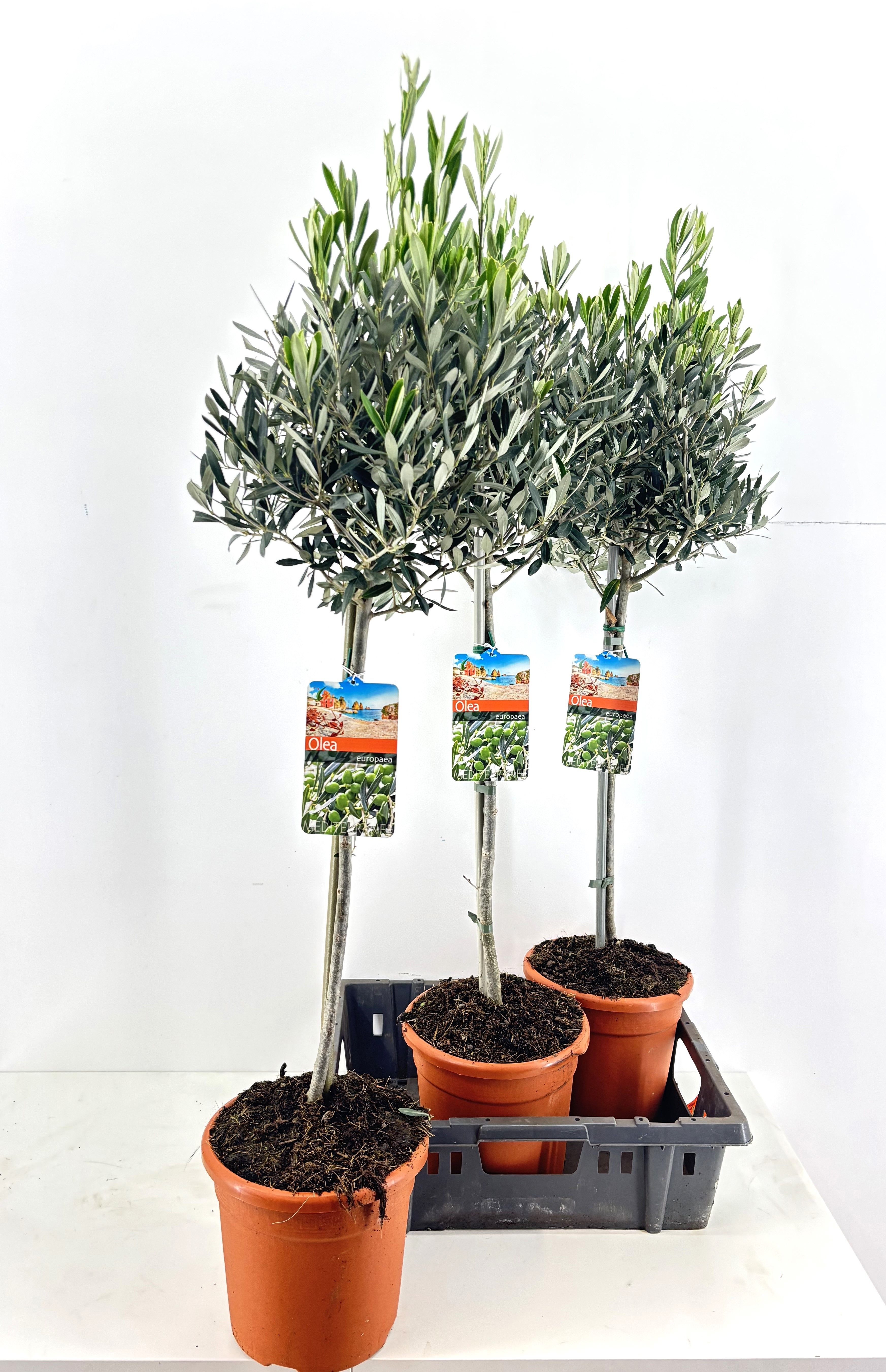 Горшечные цветы и растения оптом Olea Europaea от 3шт из Голландии с доставкой по России