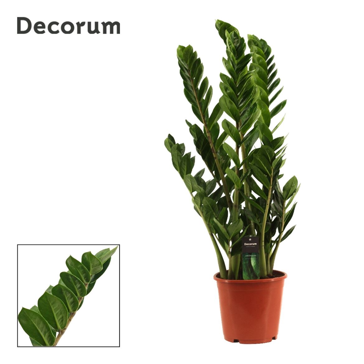 Горшечные цветы и растения оптом Zamioculcas 8+ (decorum) от 1шт из Голландии с доставкой по России