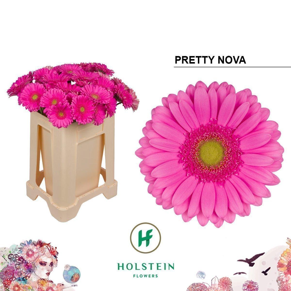 Срезанные цветы оптом Gerbera pretty nova от 40шт из Голландии с доставкой по России