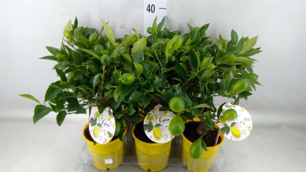 Горшечные цветы и растения оптом Citrofortunella Floridana от 6шт (для телеги) из Голландии с доставкой по России