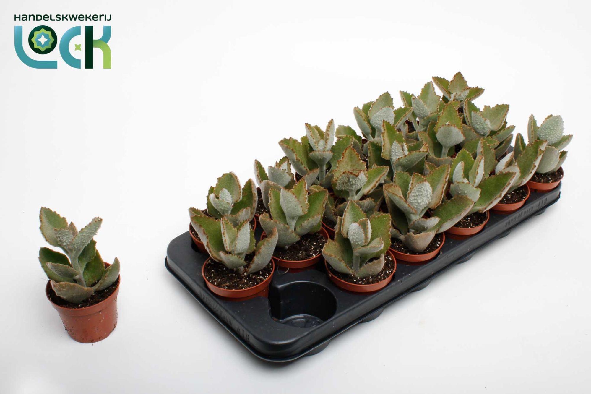 Горшечные цветы и растения оптом Kalanchoe Beharensis Dark от 18шт (для телеги) из Голландии с доставкой по России
