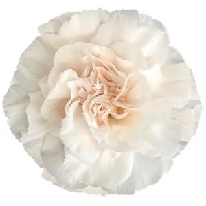 Срезанные цветы оптом Dianthus st lizzy от 240шт из Голландии с доставкой по России