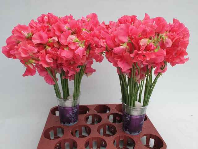 Срезанные цветы оптом Lathyrus perfume coral от 50шт.. из Голландии с доставкой по России