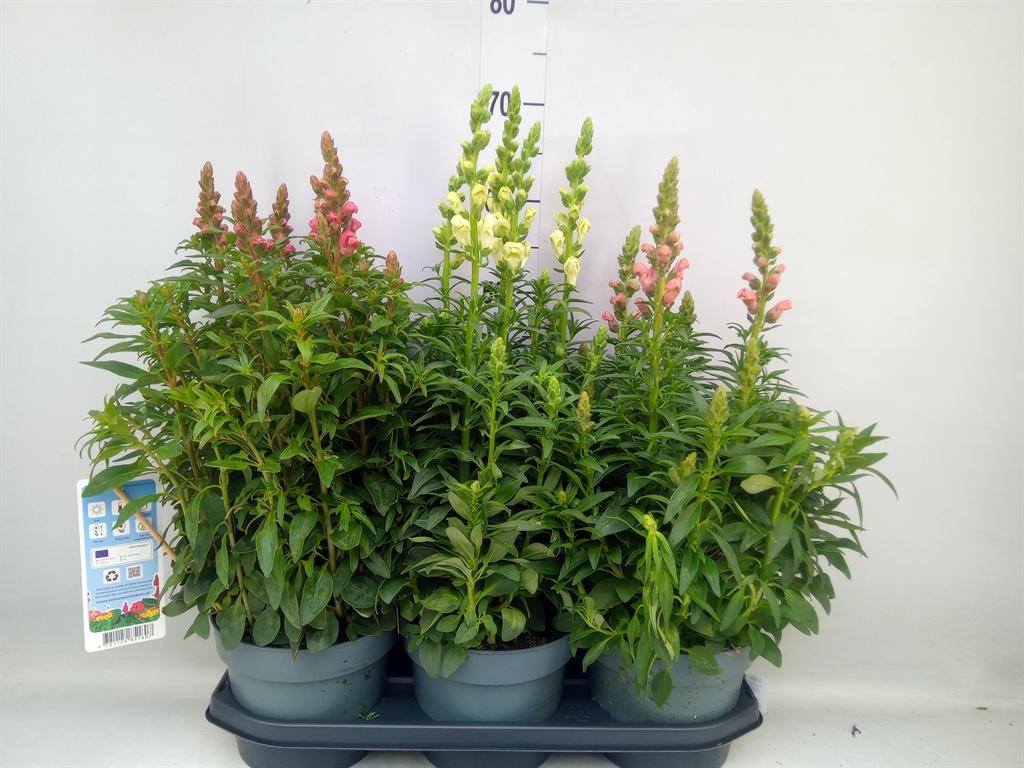 Горшечные цветы и растения оптом Antirrhinum Majus   ...mix от 3шт из Голландии с доставкой по России