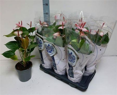 Горшечные цветы и растения оптом Anthu An Pr Am Elega 8+ от 6шт из Голландии с доставкой по России