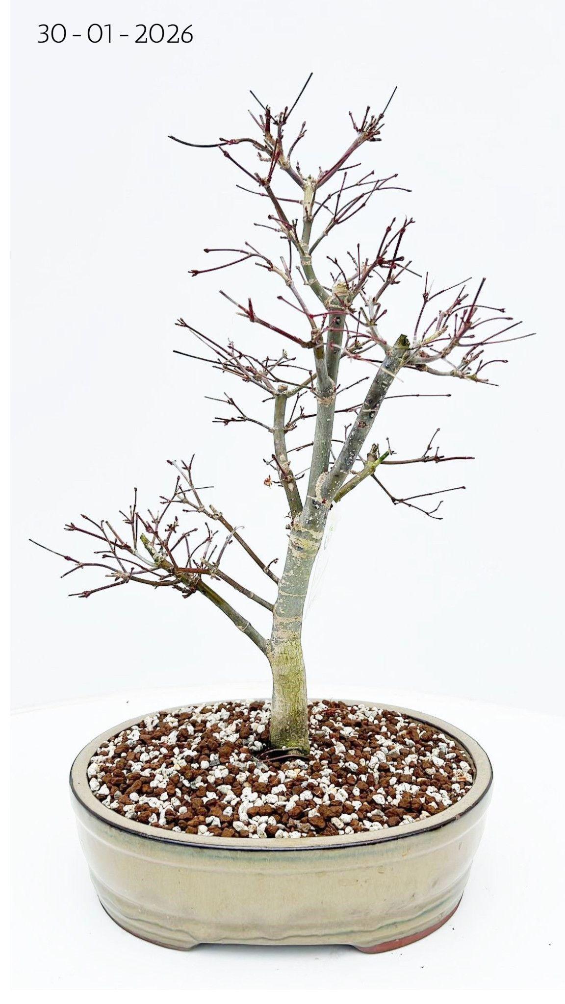 Горшечные цветы и растения оптом Bonsai Cer Palmatum Deshojo от 2шт из Голландии с доставкой по России