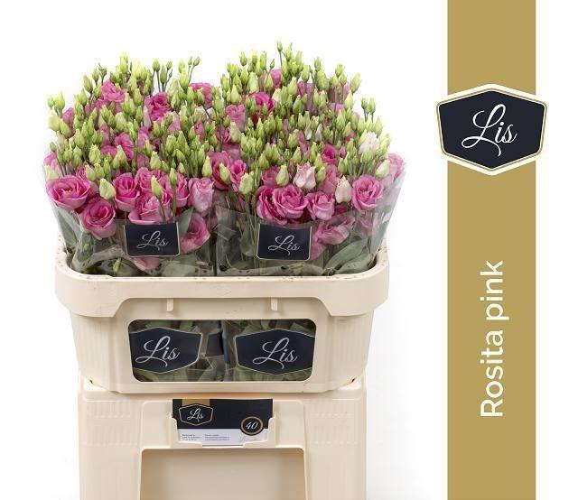 Срезанные цветы оптом Lisianthus do rosita pink от 40шт из Голландии с доставкой по России