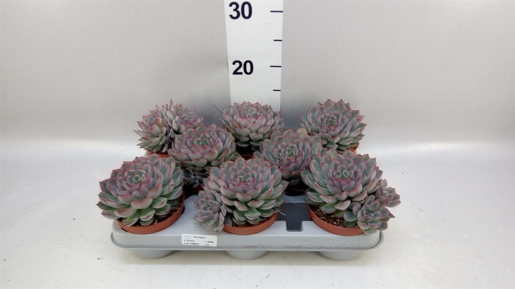 Горшечные цветы и растения оптом Echeveria hercules от 8шт из Голландии с доставкой по России
