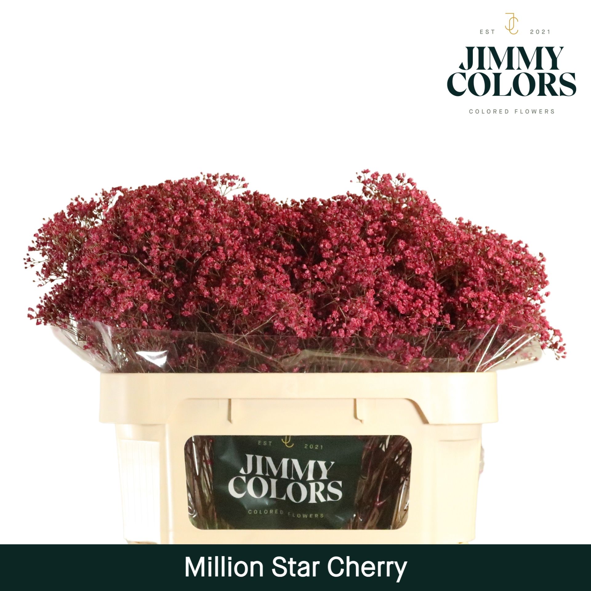 Срезанные цветы оптом Gyps fine paint cherry от 75шт из Голландии с доставкой по России