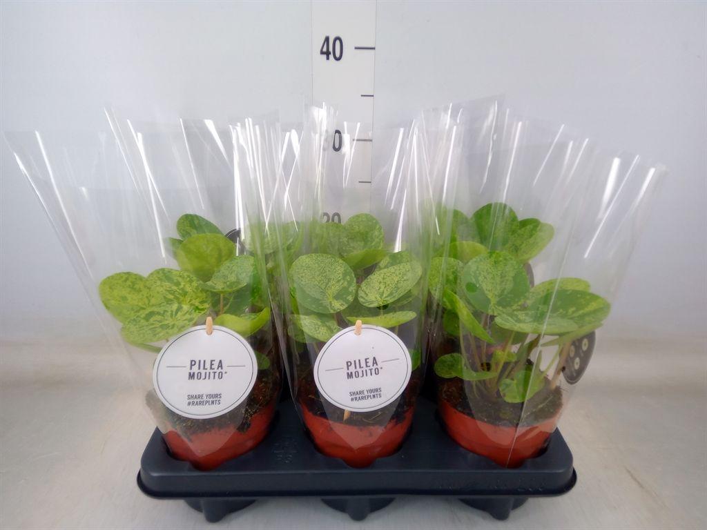 Горшечные цветы и растения оптом Pilea   ... от 6шт из Голландии с доставкой по России