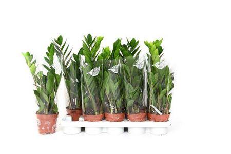 Горшечные цветы и растения оптом Zamioculcas 2+ от 10шт из Голландии с доставкой по России